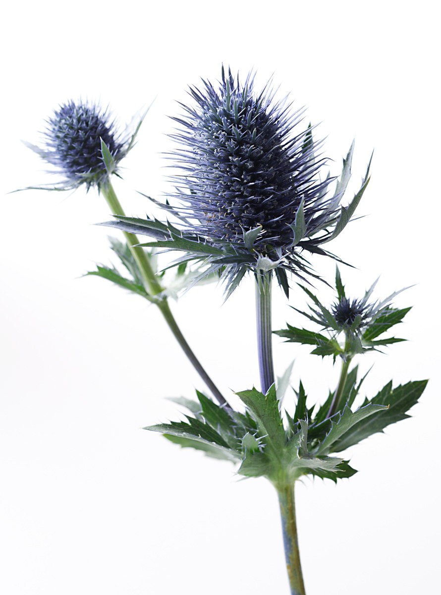 Синеголовник Eryngium big Blue