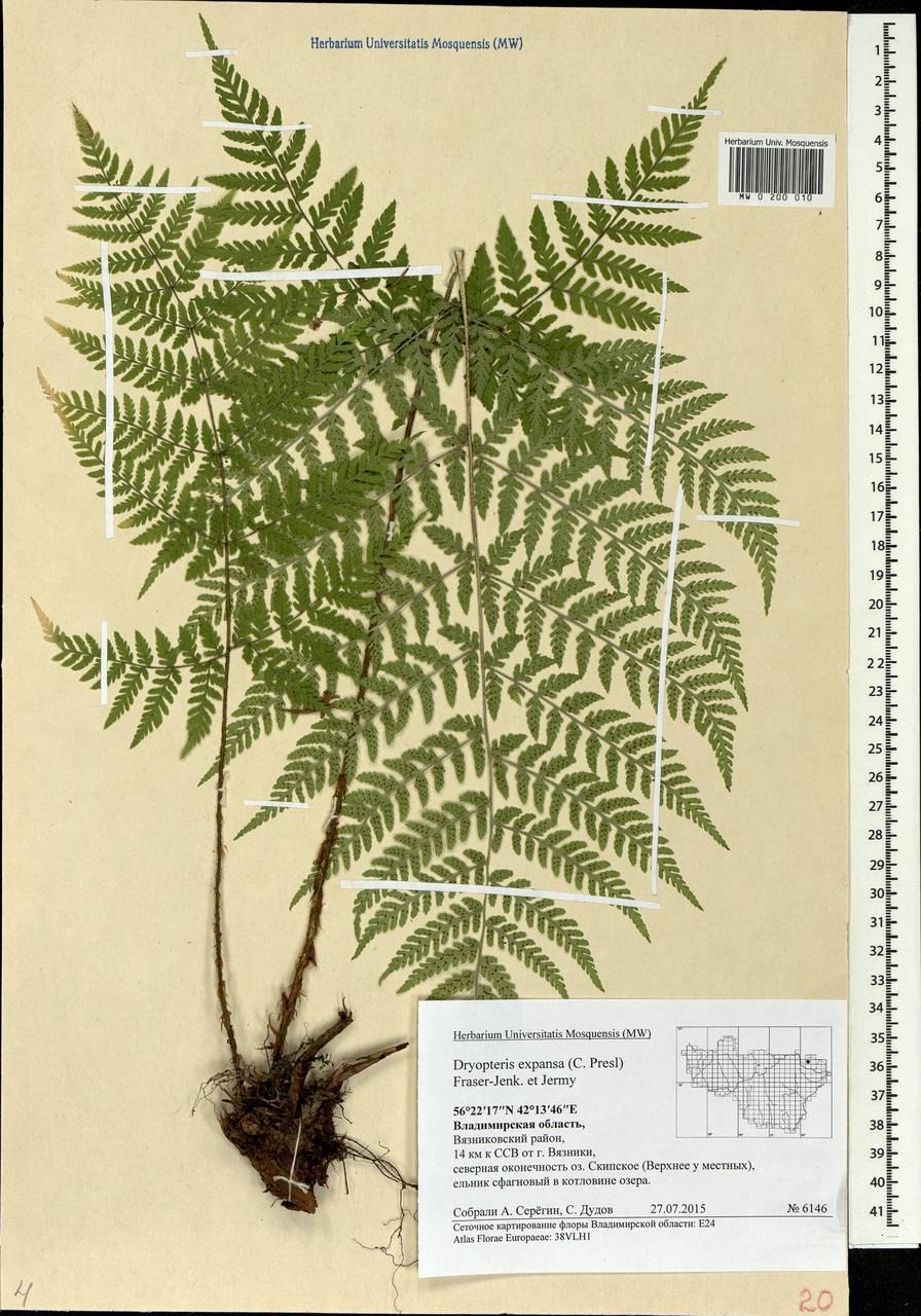 Dryopteris lepidopoda