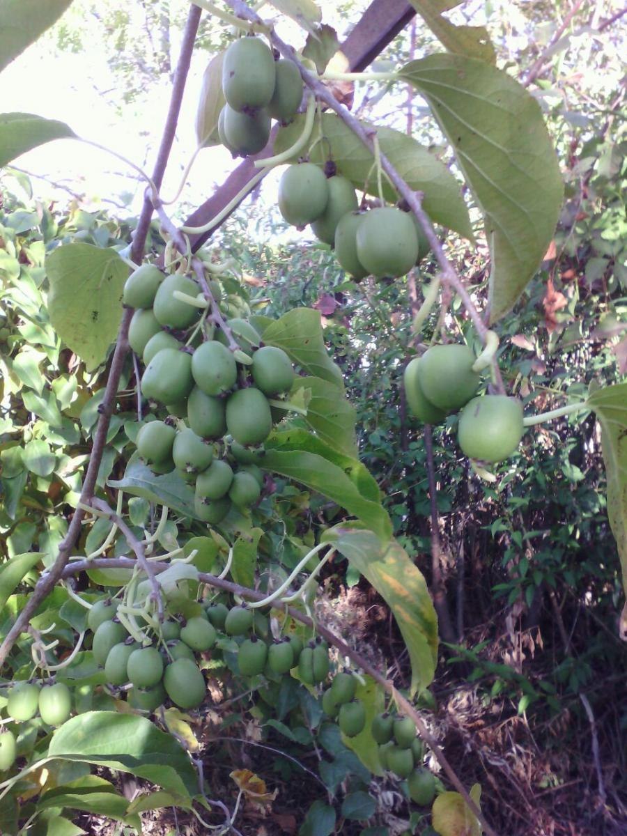 Актинидия Хейворд