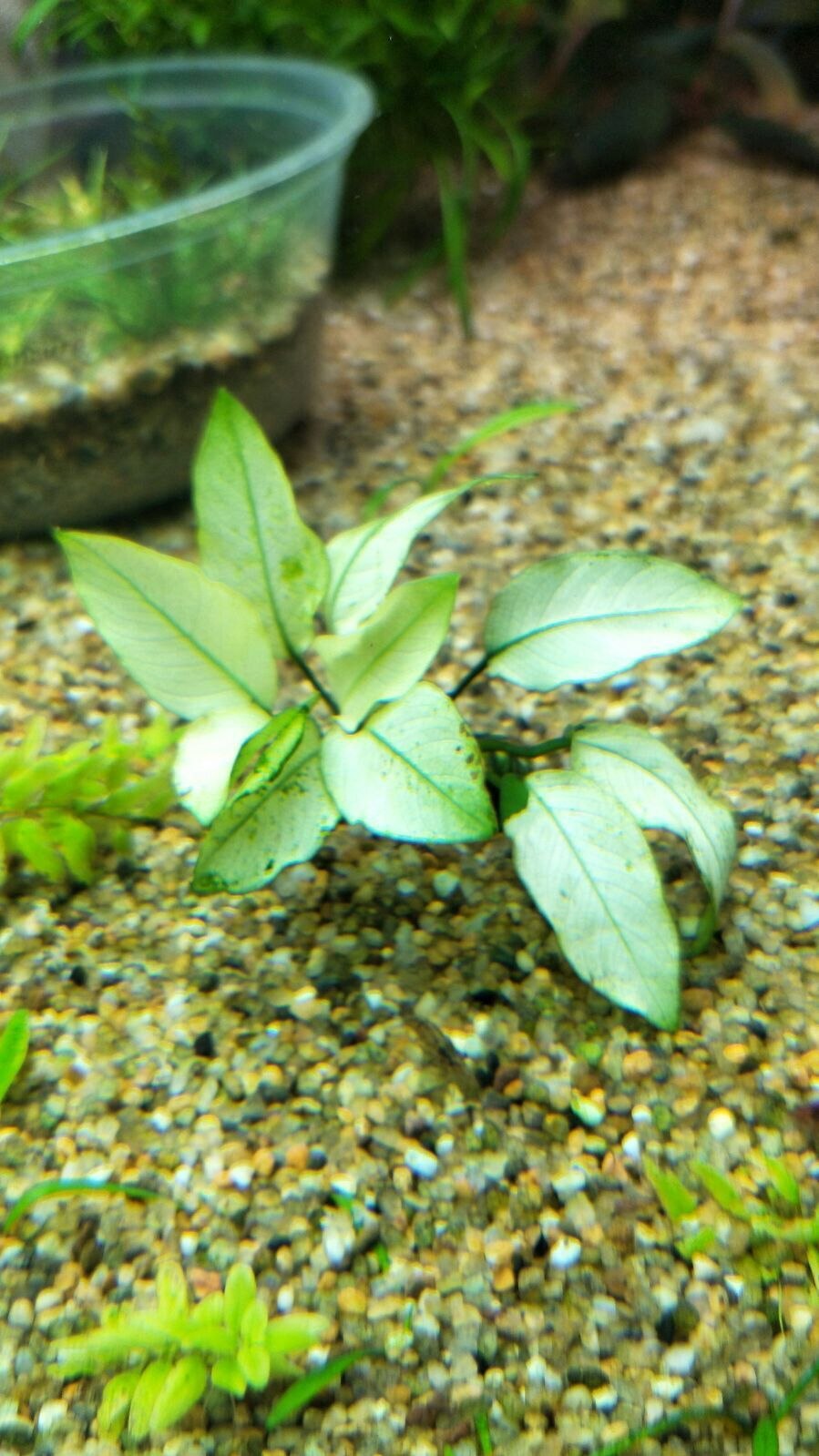 Анубиас вайпер