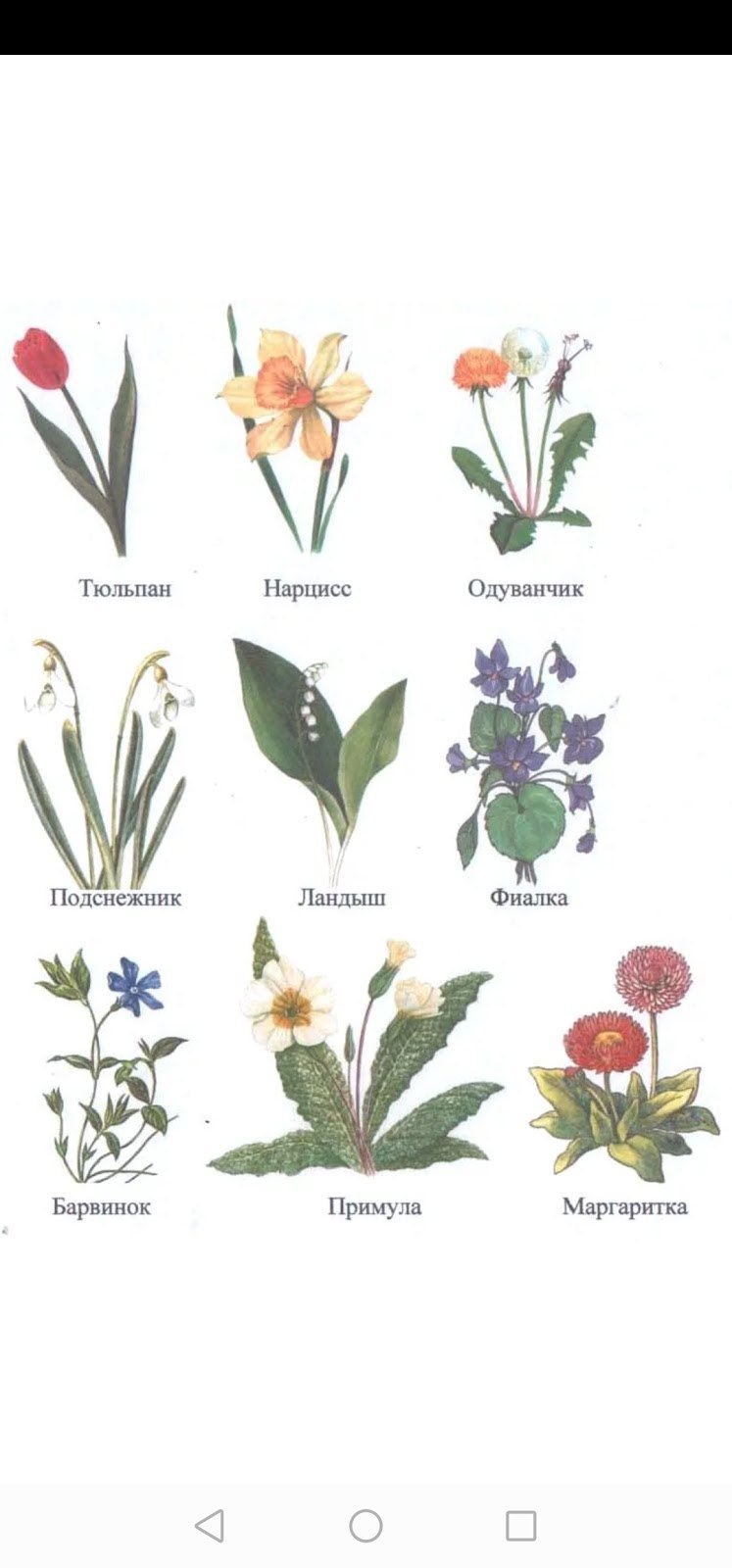 Цветы названия