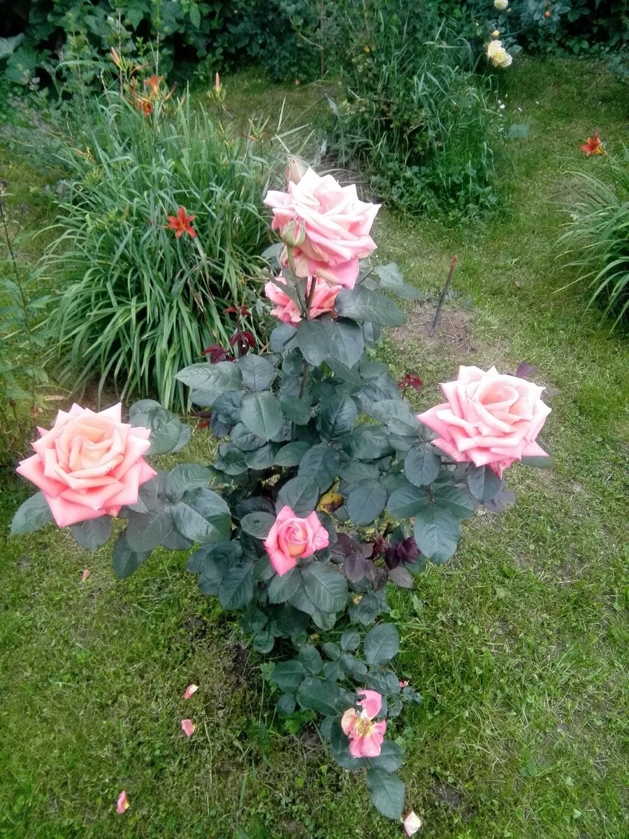 Краска Розочка