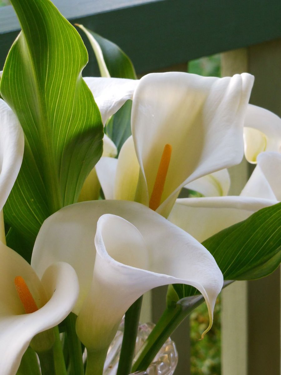 Calla Lilies Flowers