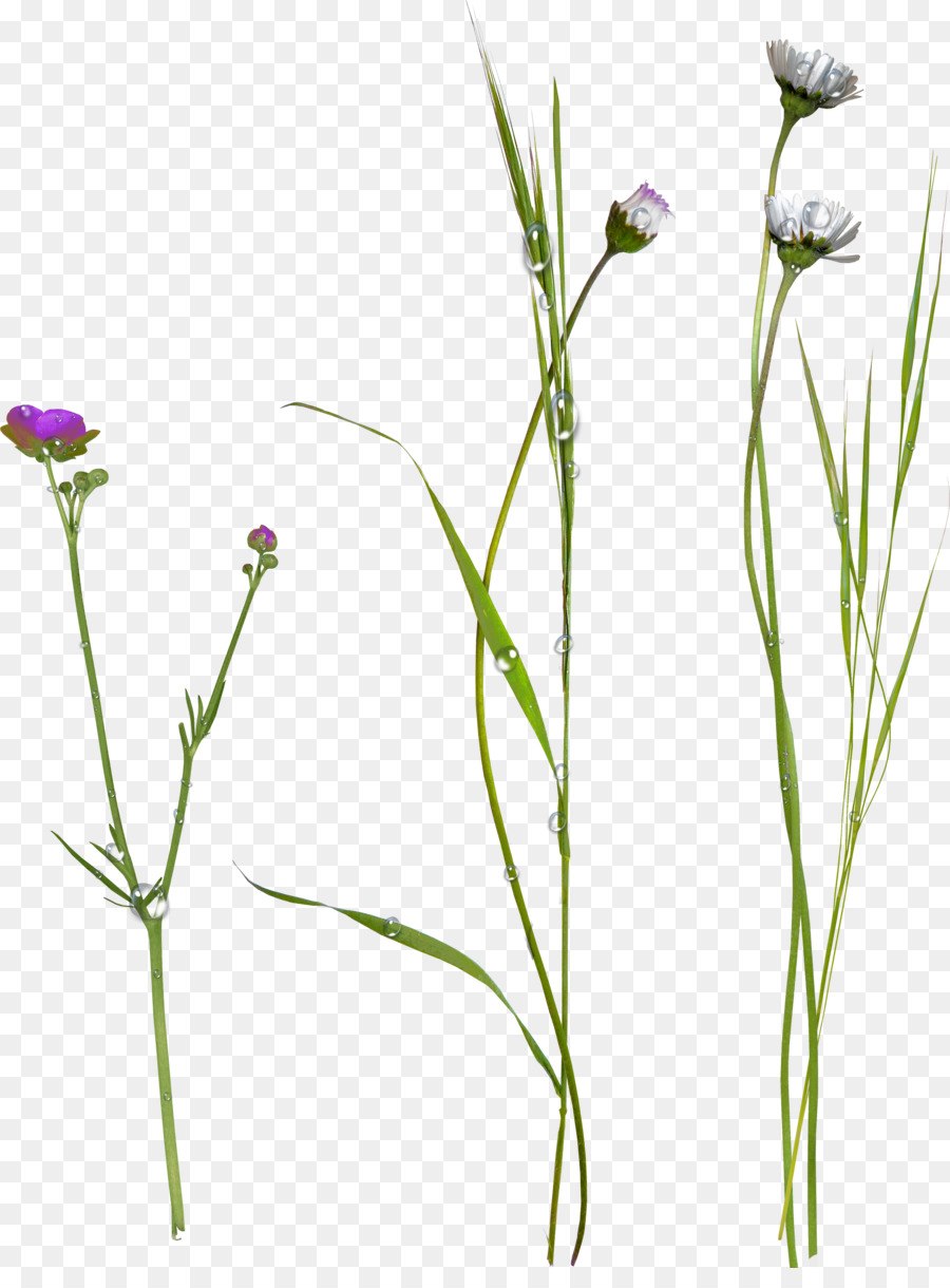 Полевые цветы на белом фоне