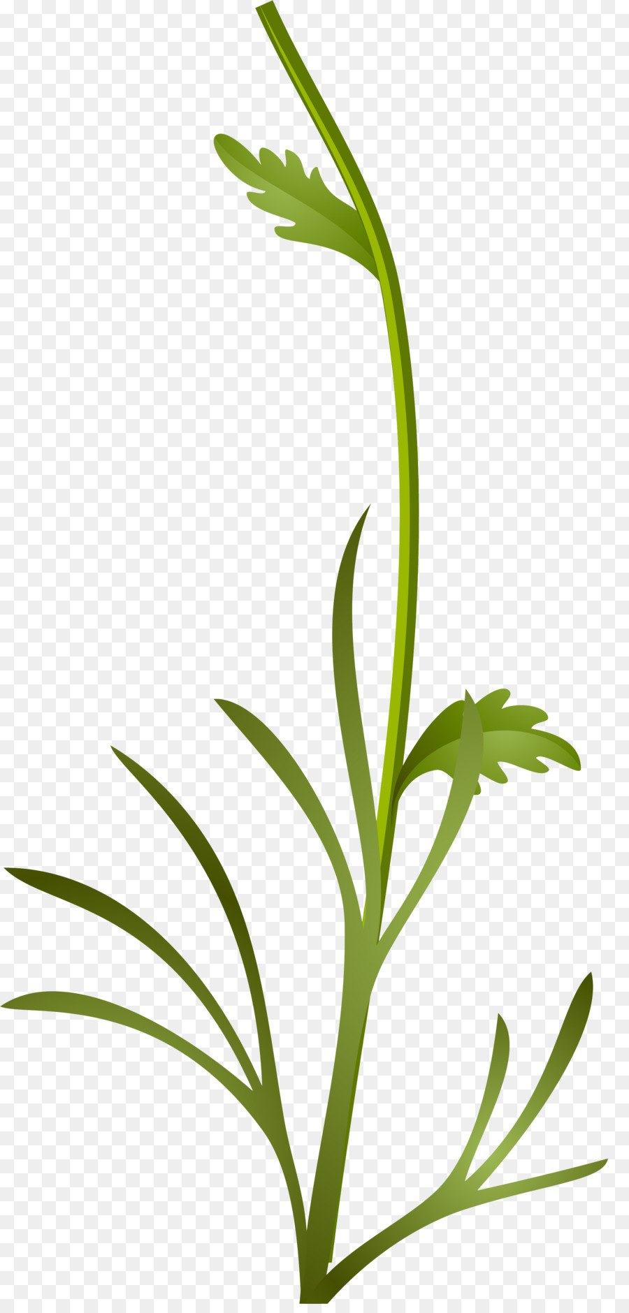 Побег узел междоузлие пазуха листа