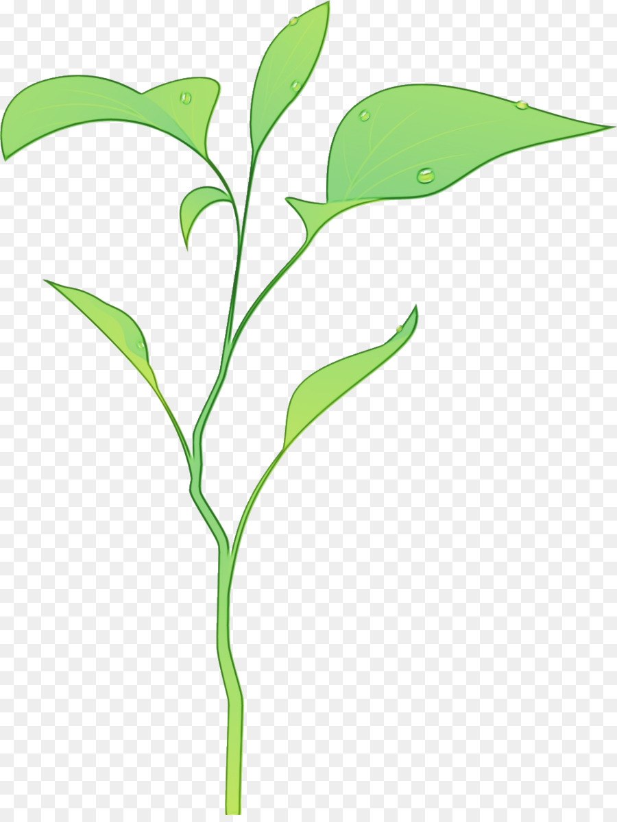 Корни растений