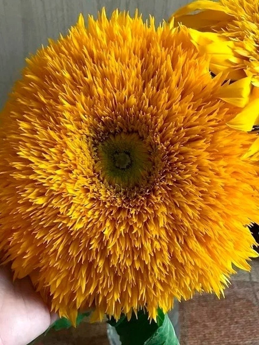 Дабл Делайт подсолнух