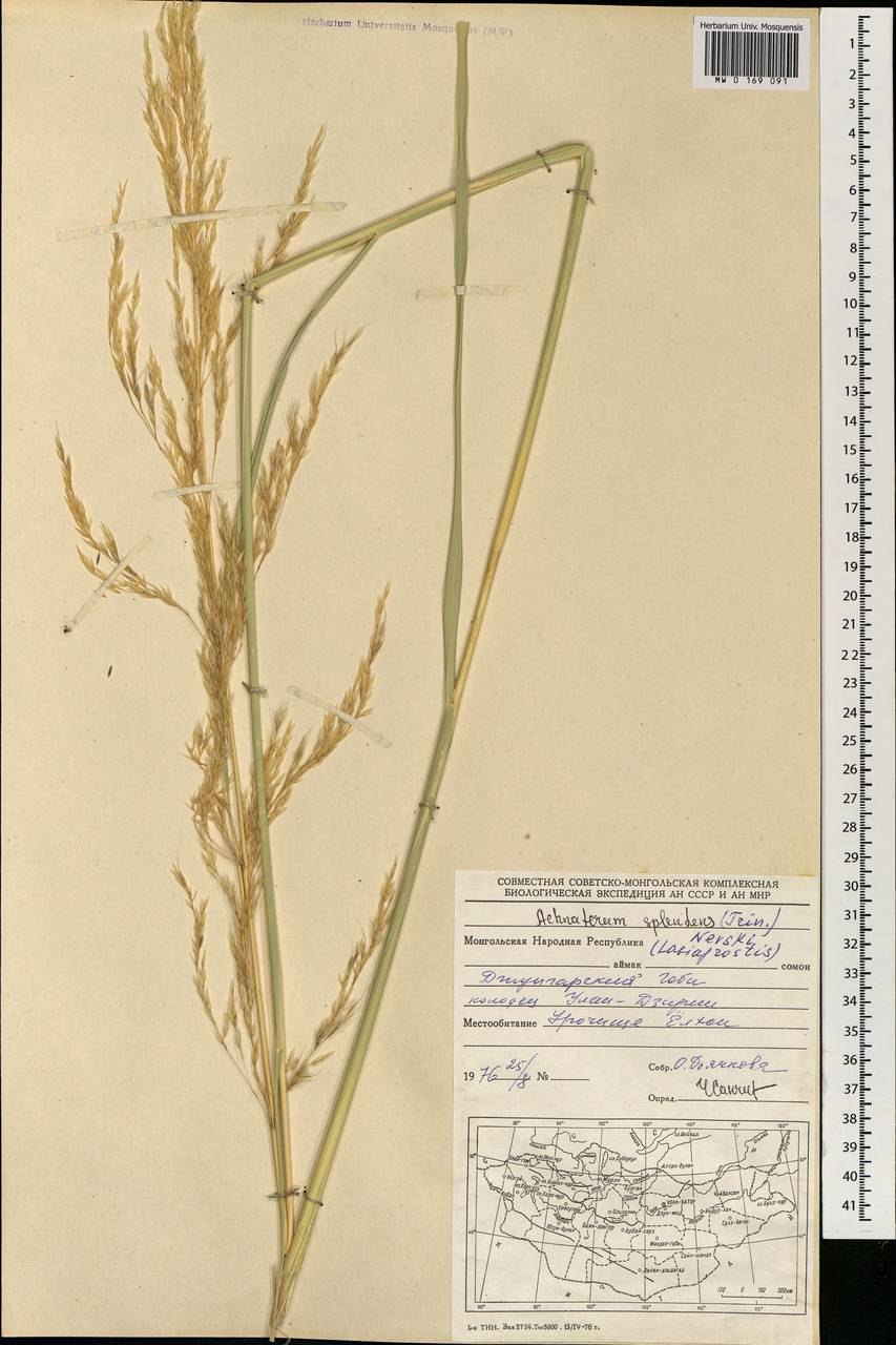 Stipa pennata l.