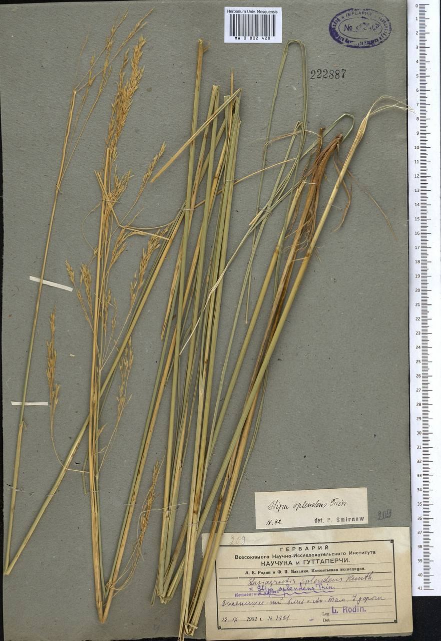 Мискантус Molinia arundinacea
