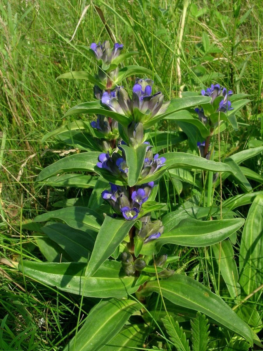 Горечавка перекрестнолистная, Генциана