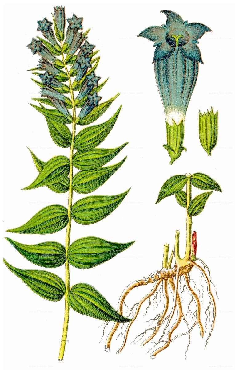 Горечавка Альпийская