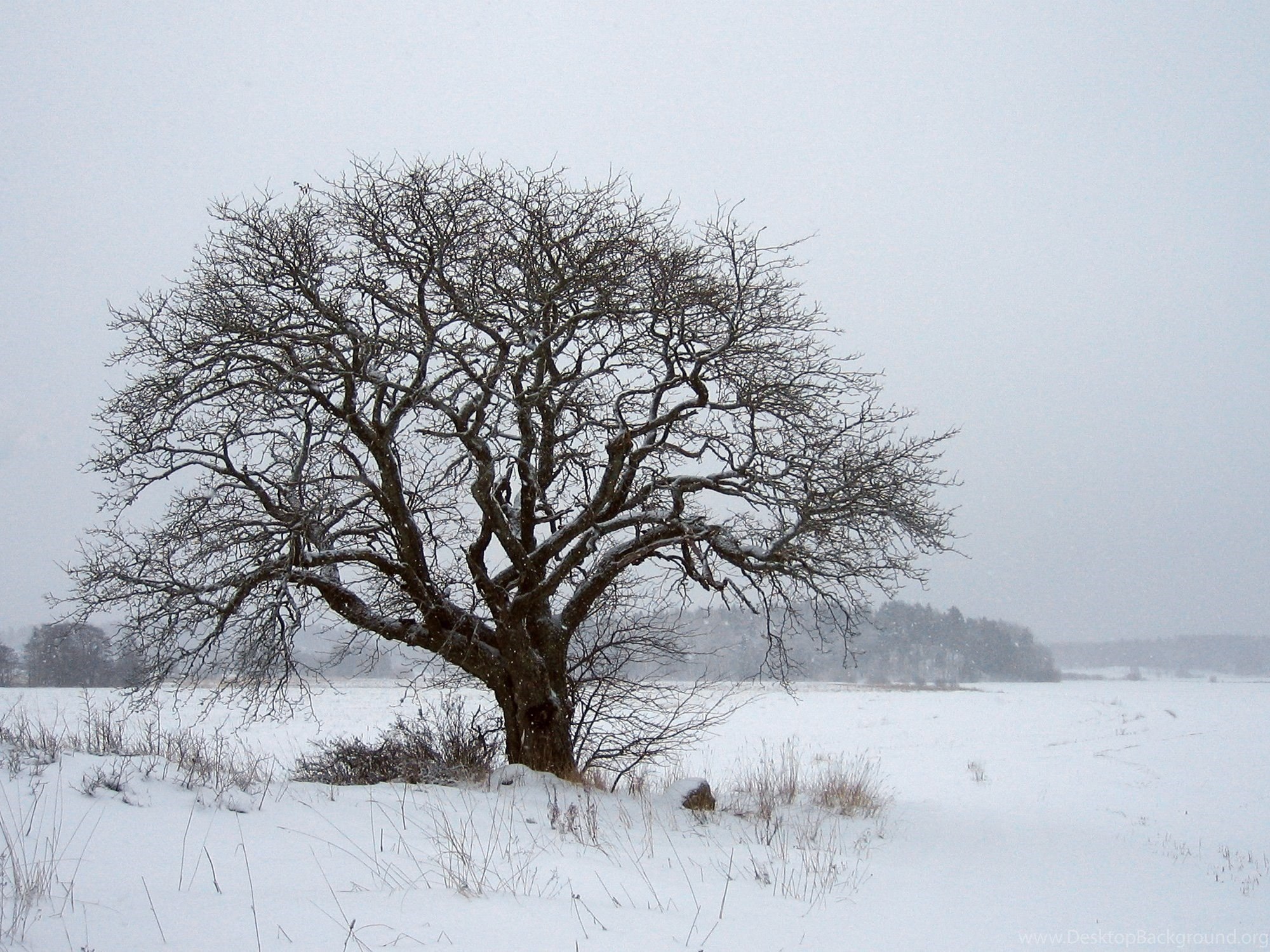 Как выглядит дерево зимой. Дуб зимой. Зимнее дерево. Голое дерево. Сухое дерево.