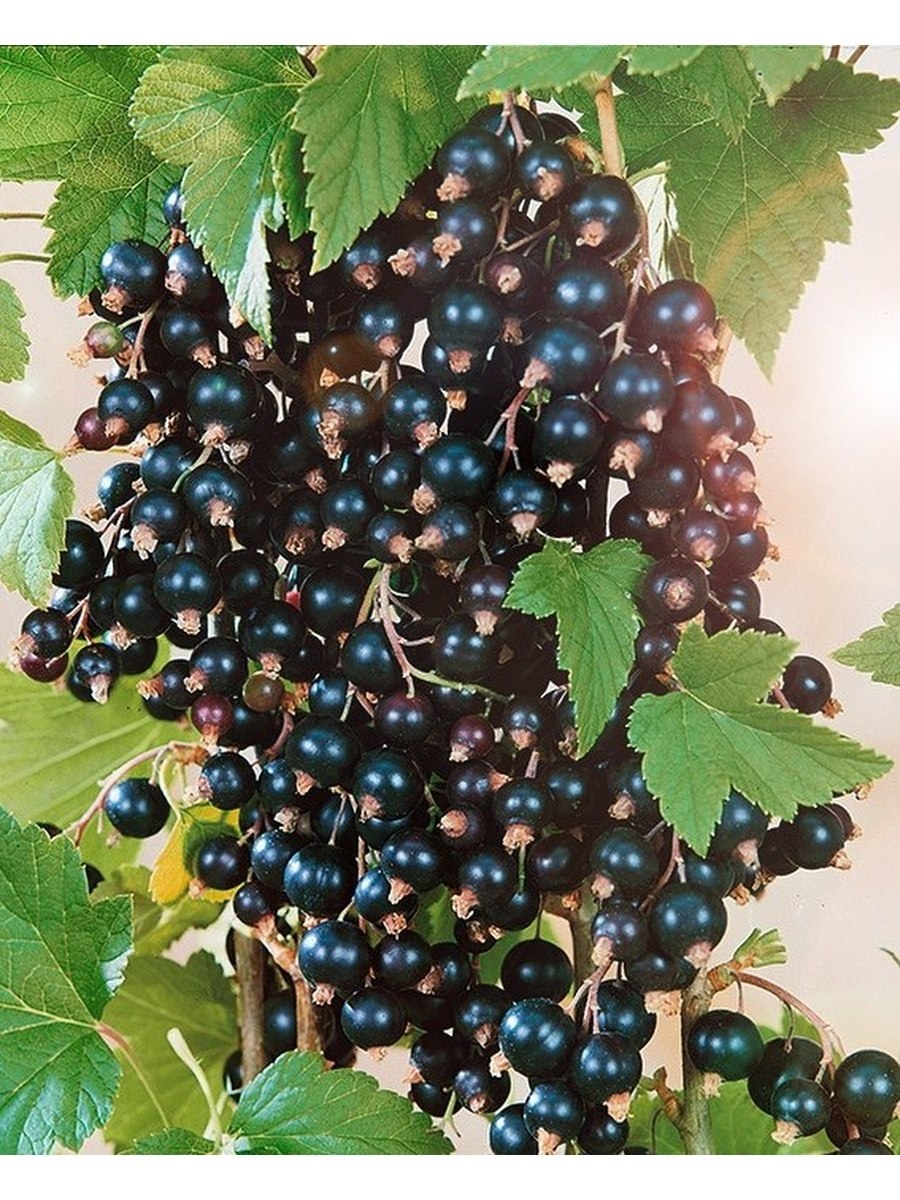 Смородина черная Титания