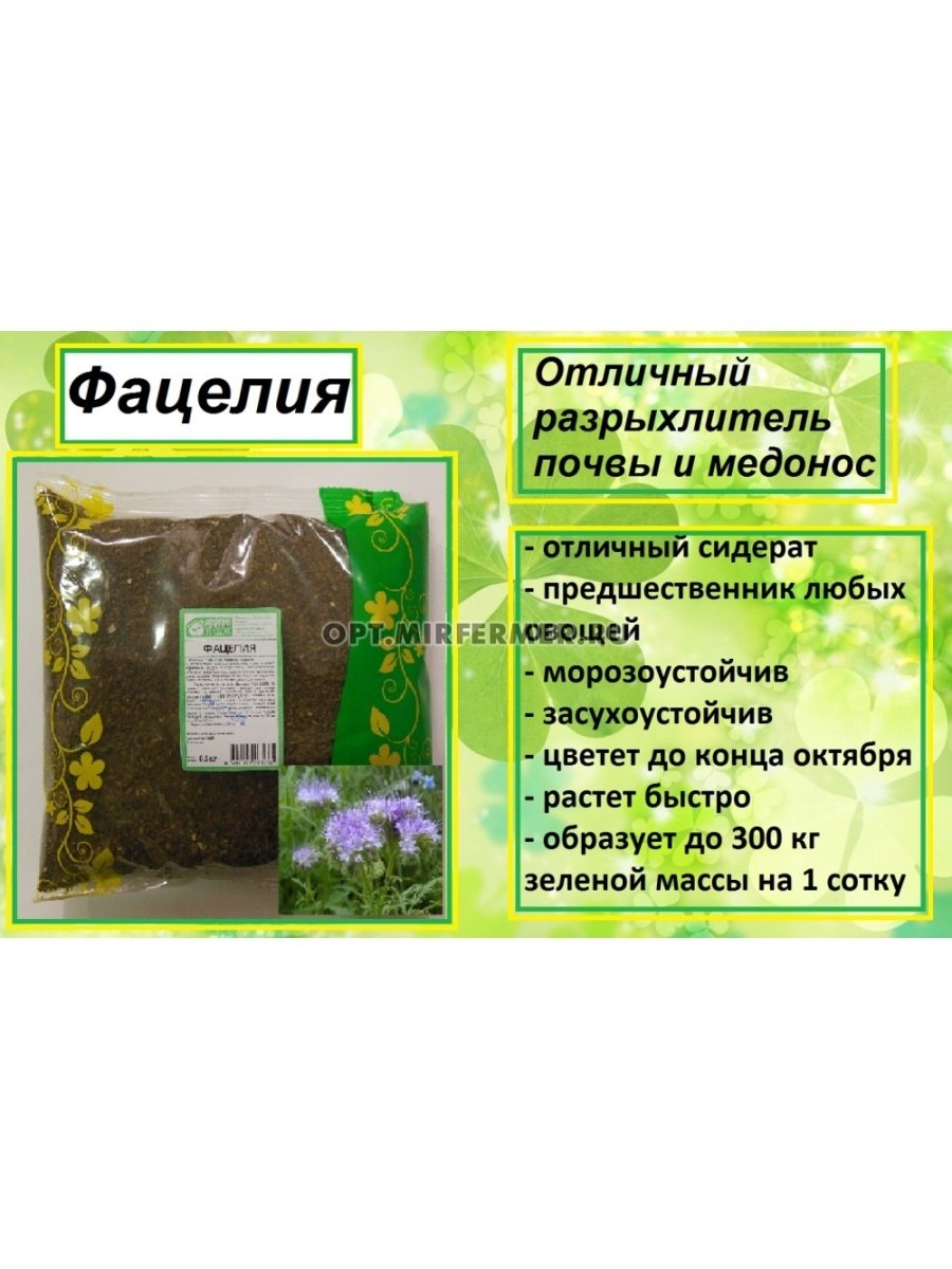 Фацелия пижмолистная