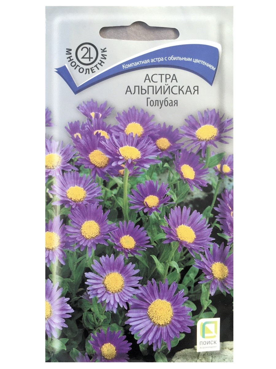 Астра Альпийская голубая Гавриш