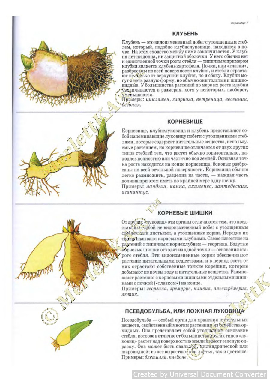 Корневыми черенками 10-15 см размножают