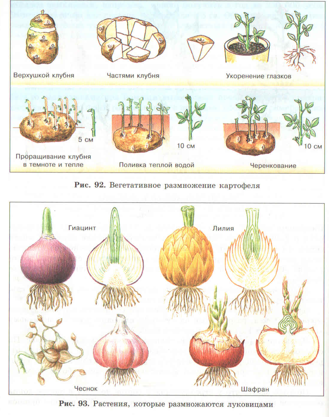 Размножение растений клубнями. Вегетативное размножение растений клубнелуковицами. Вегетативное размножение лука луковицами. Репчатый лук вегетативное размножение. Вегетативное размножение луковицами примеры.