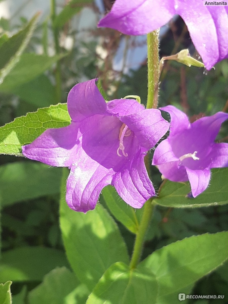 Колокольчик персиколистный Campanula persicifolia