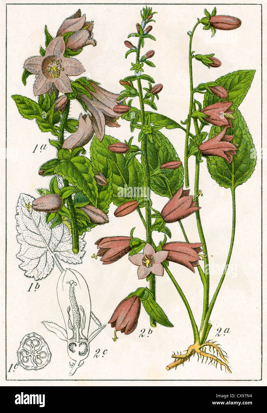 Колокольчик широколистный плод