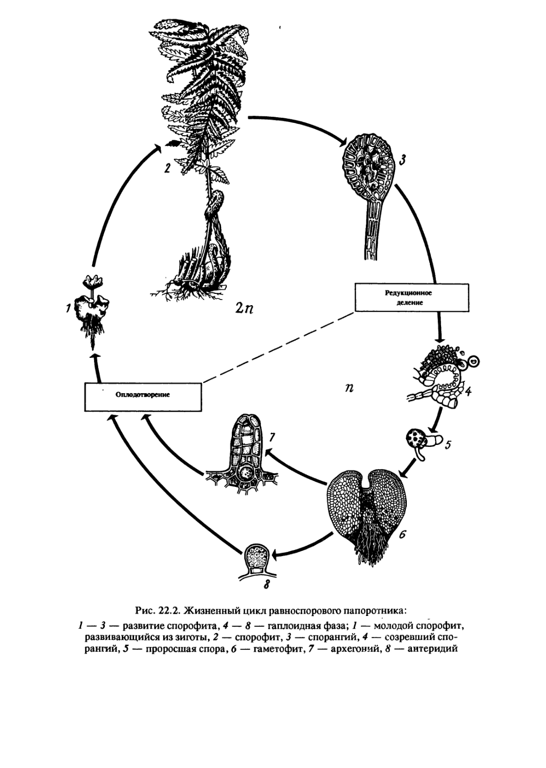 Жизненный цикл папоротника какое общее свойство. Жизненный цикл равноспорового папоротника. Жизненный цикл равноспорового папоротника схема. Жизненный цикл равноспорового папоротника мужского. Цикл воспроизведения разноспоровых папоротников.