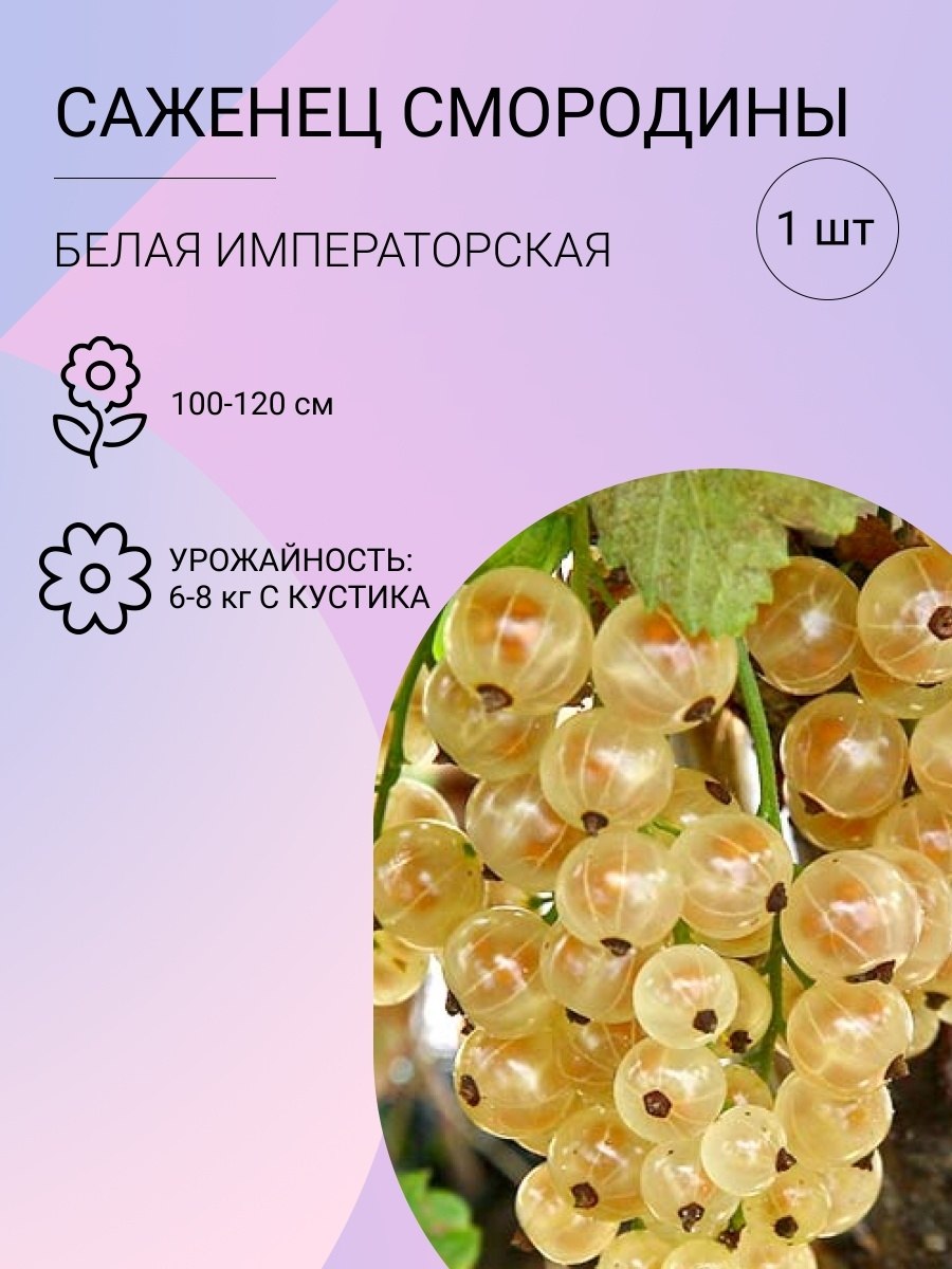 Смородина белая Потапенко