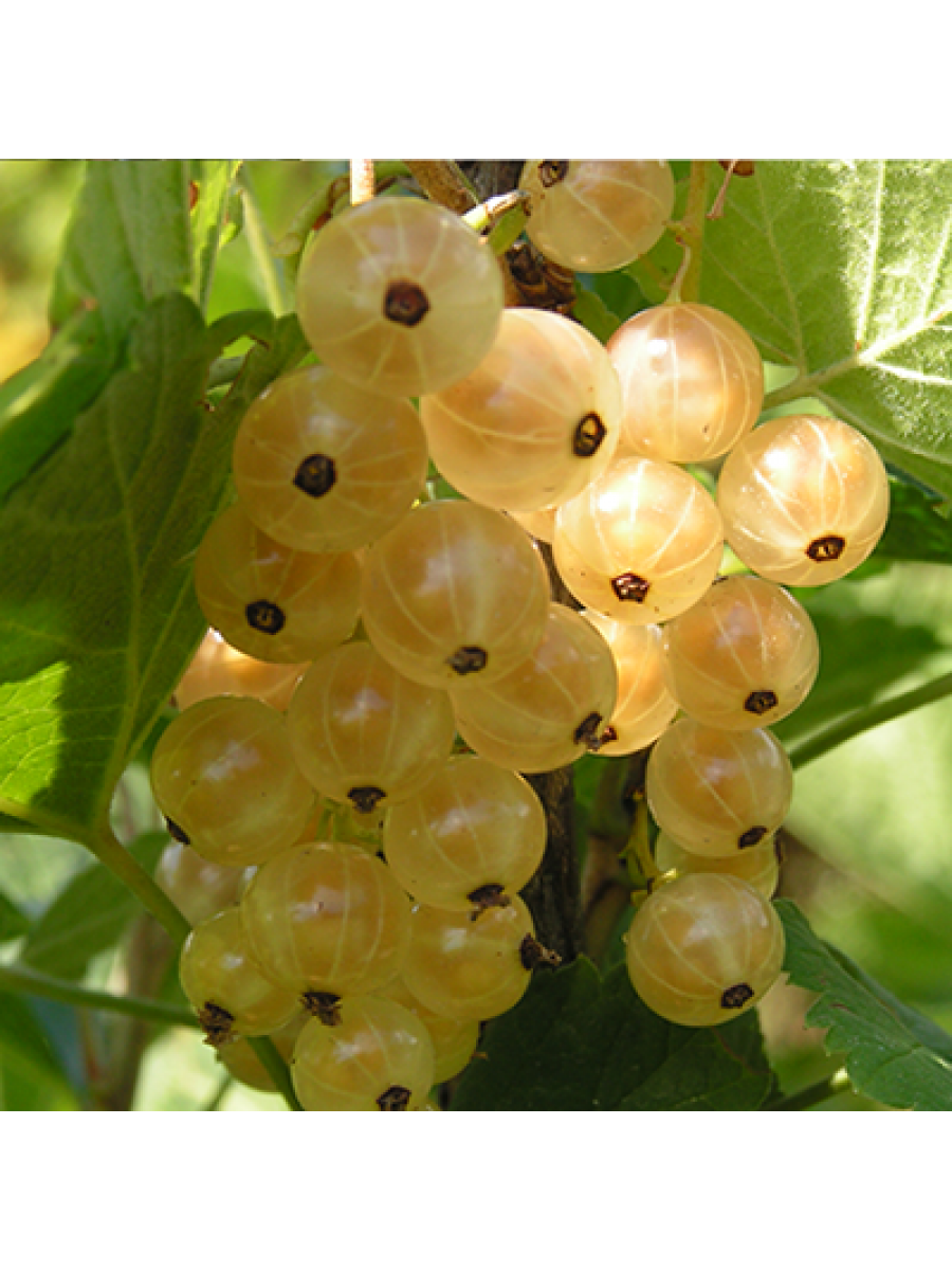 Смородина белая "Императорская желтая" (2-4 ветки)