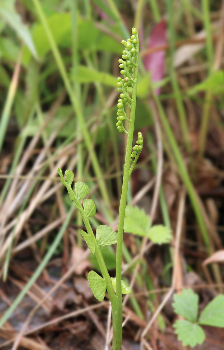 Гроздовник многораздельный Botrychium multifidum (s. g. Gmel) Rupr.
