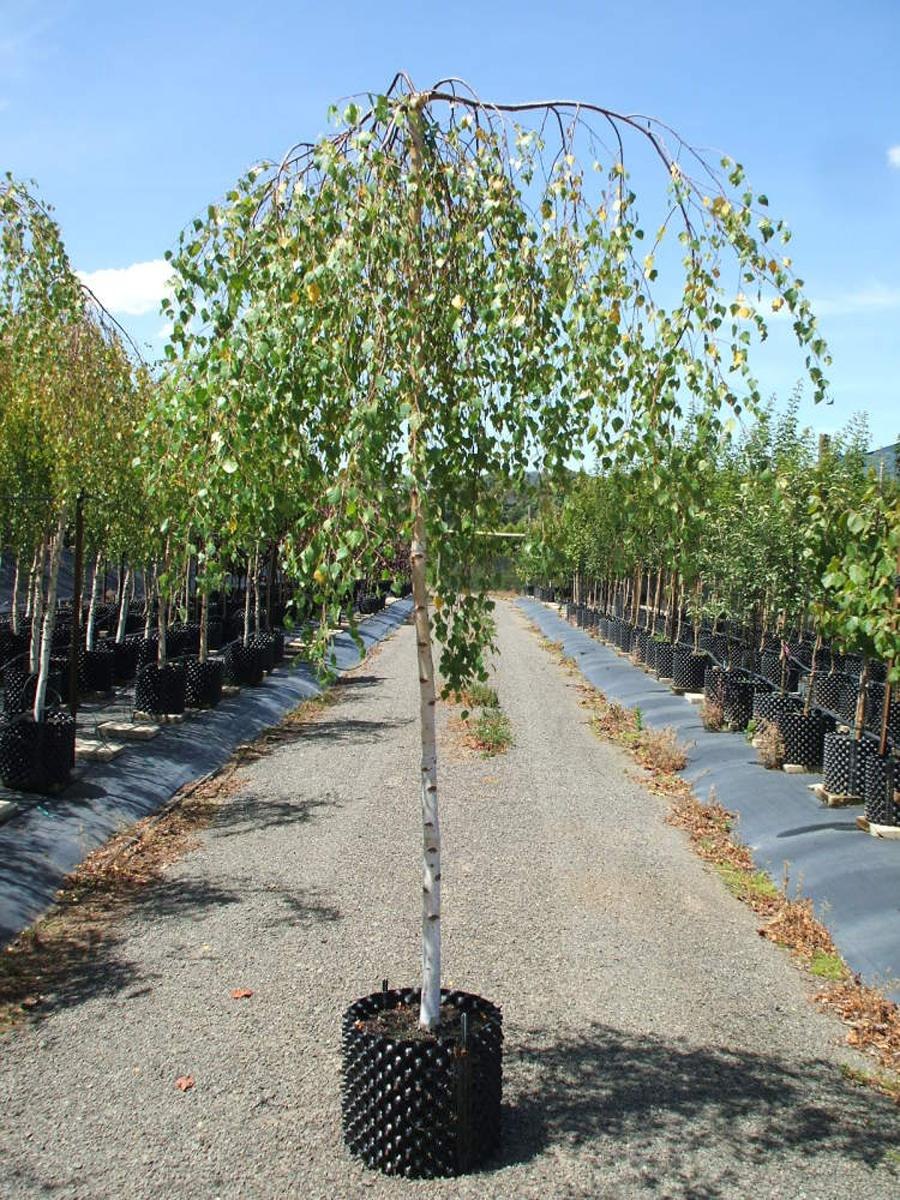 Береза повислая Юнги Betula pendula Youngii