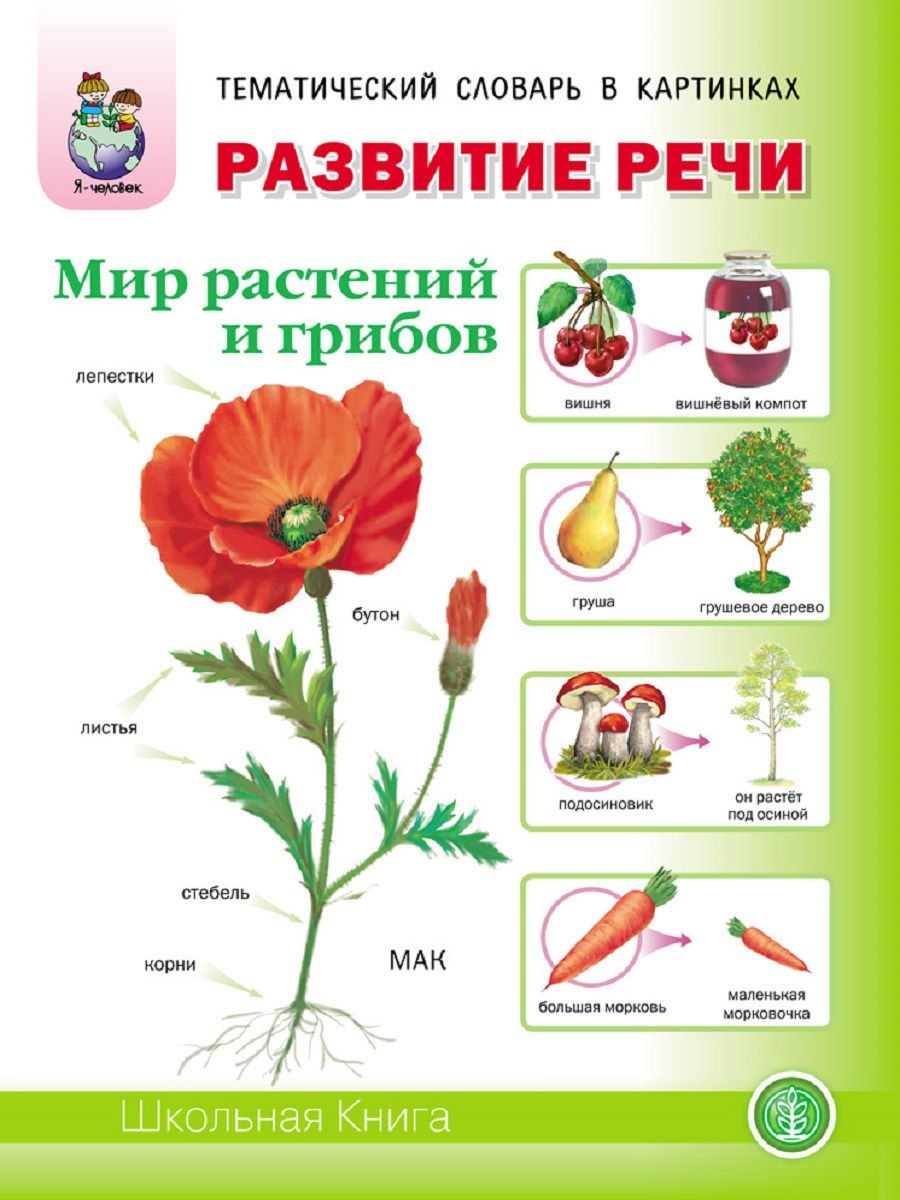 Тематический словарь в картинках