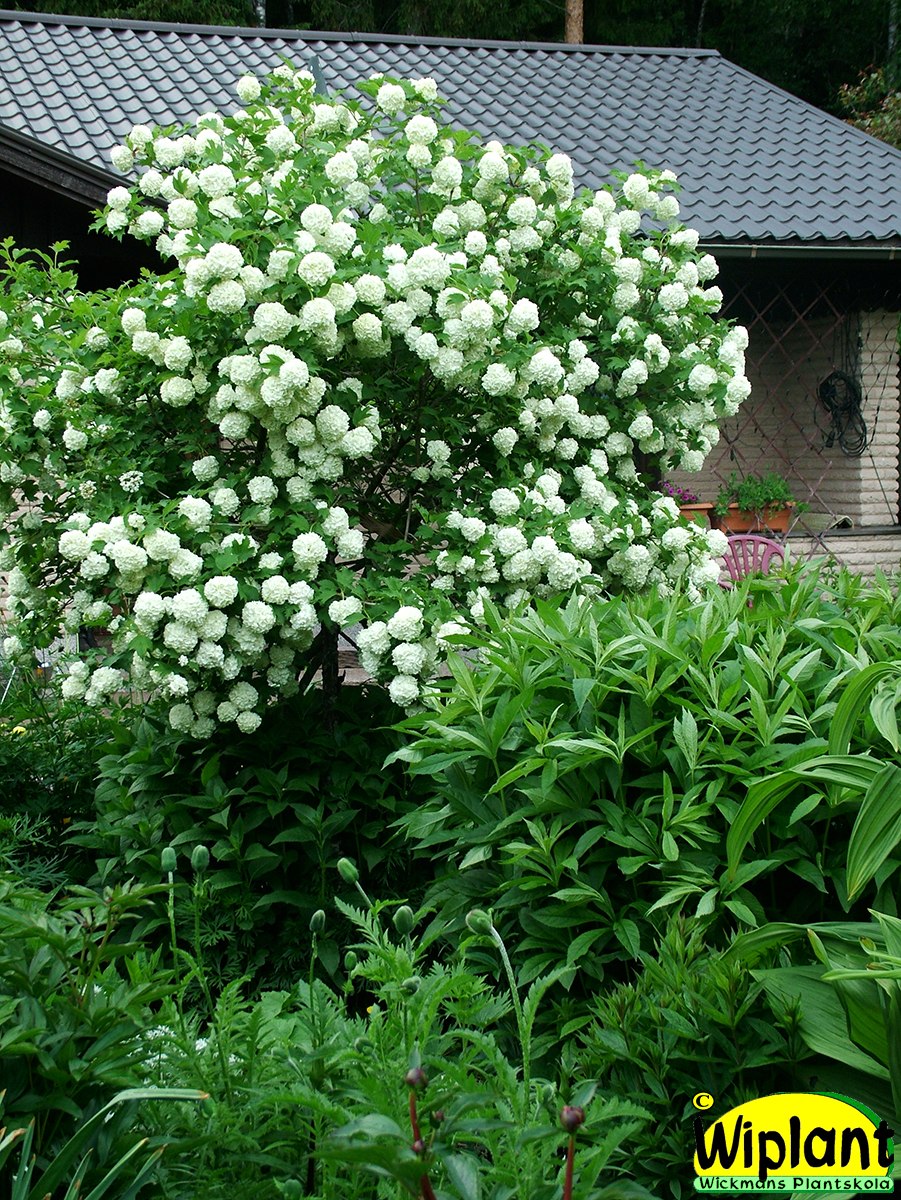 Спирея бульденеж