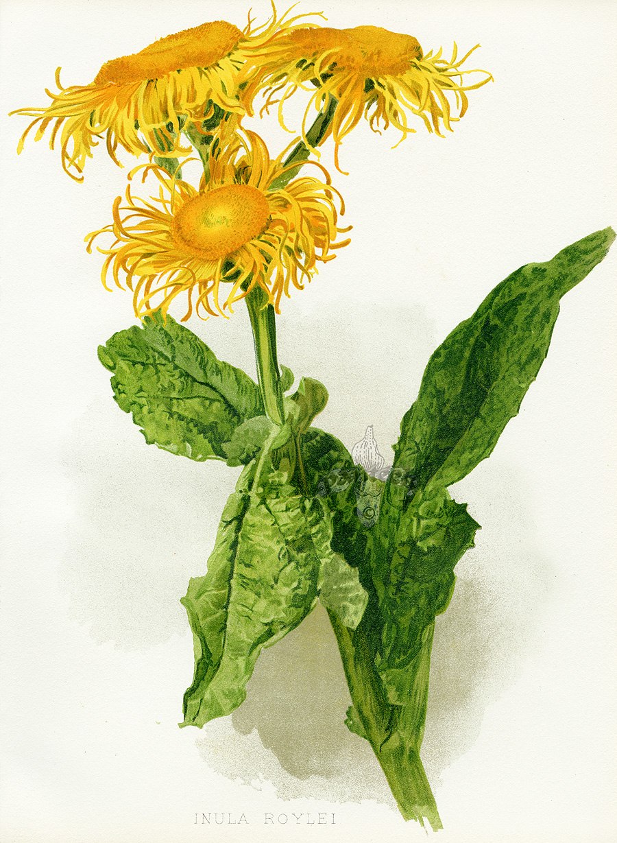 Девясил высокий (Inula Helenium)