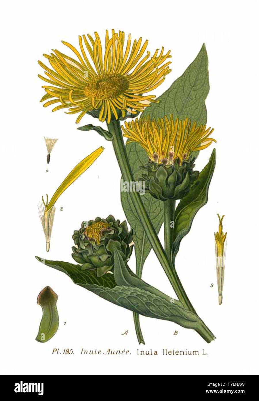 Inula Helenium