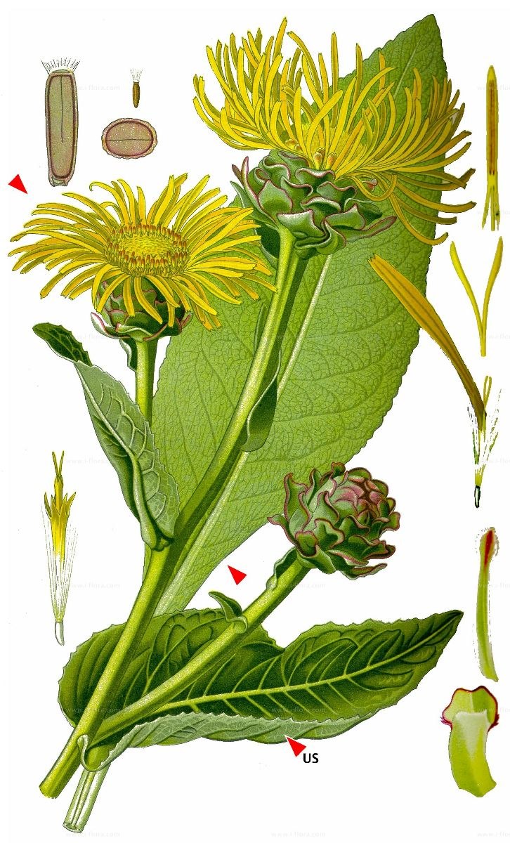 Inula Helenium корни