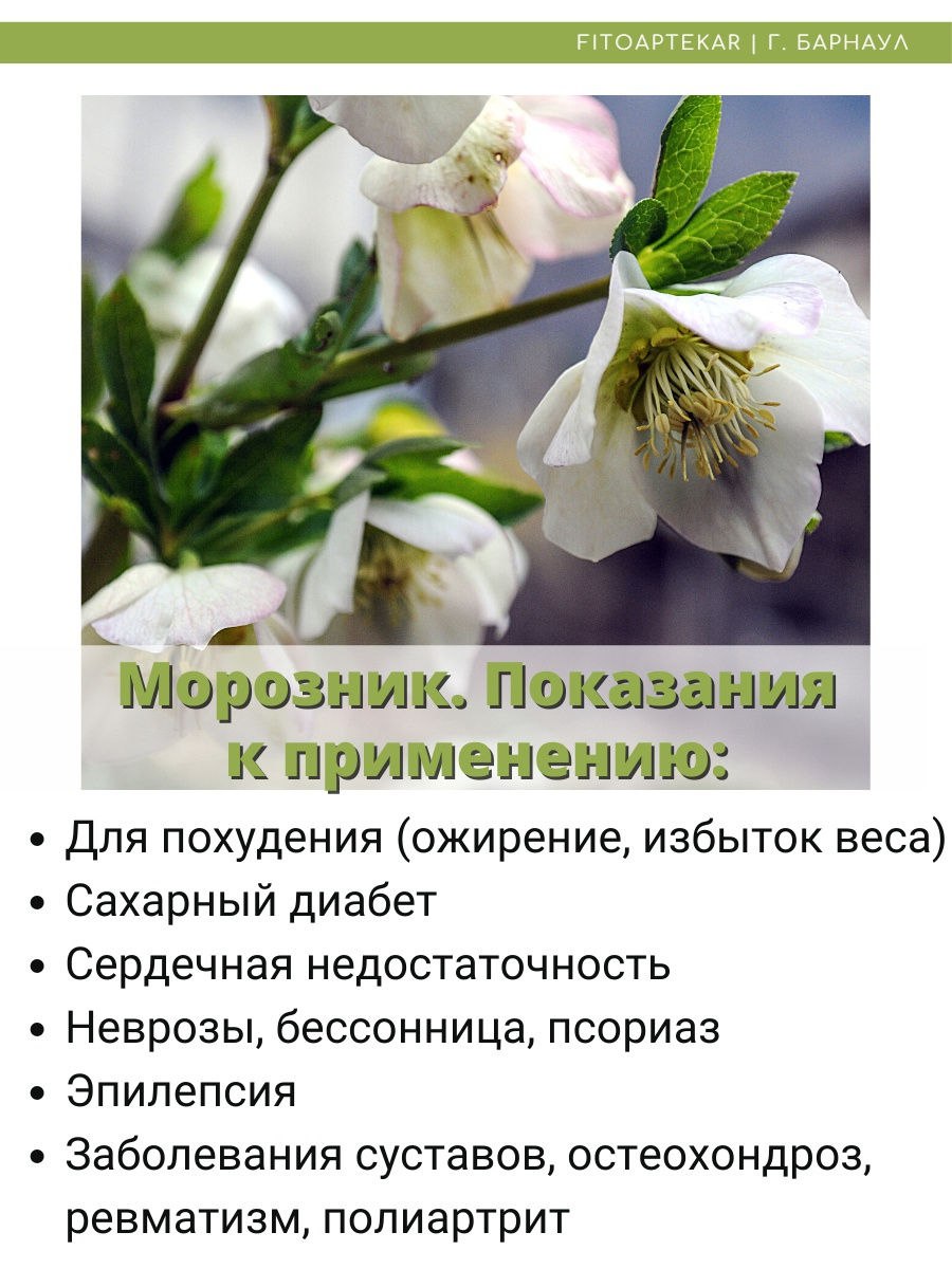 Морозник капсулы Бишкек