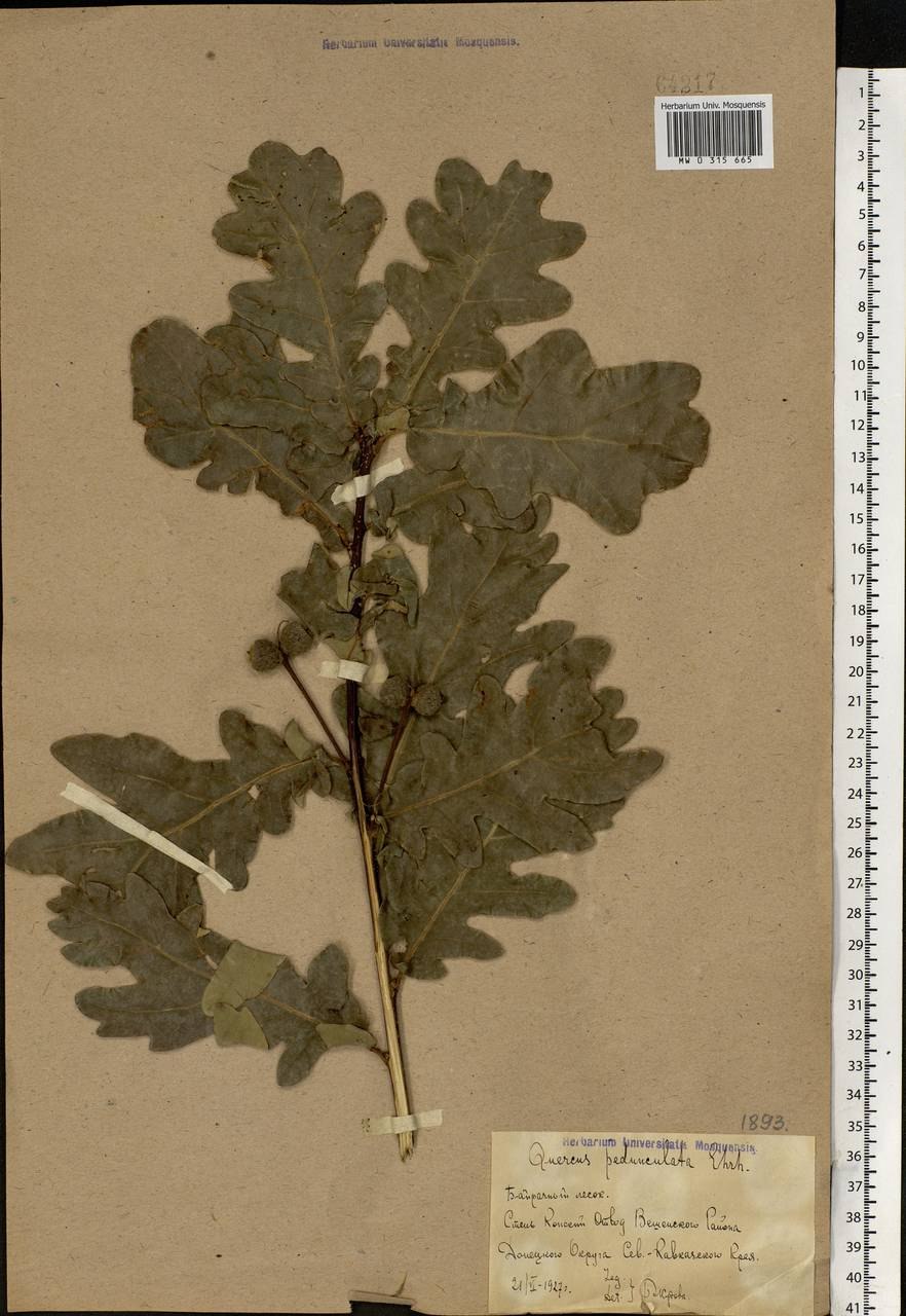 Дуб черешчатый сырье