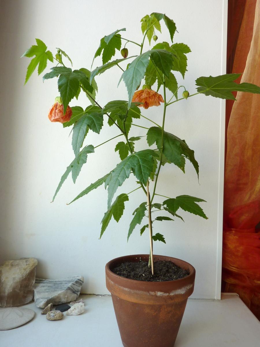 Абутилон садовый многолетний