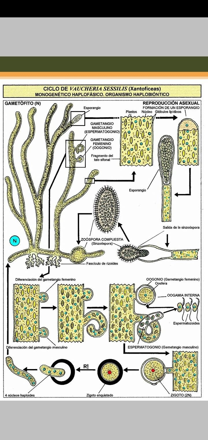 Космариум Тип таллома