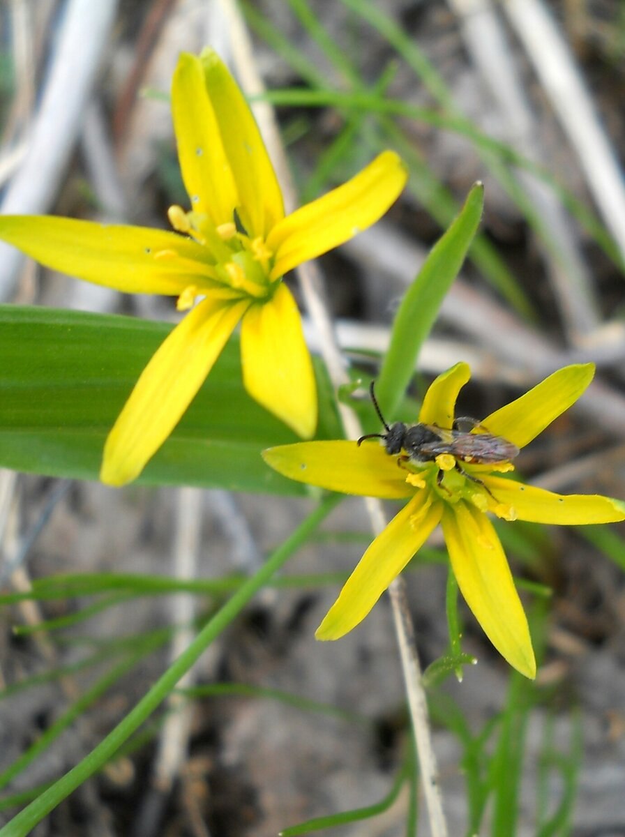 Луковичные Луговой ранний цветок жёлтый