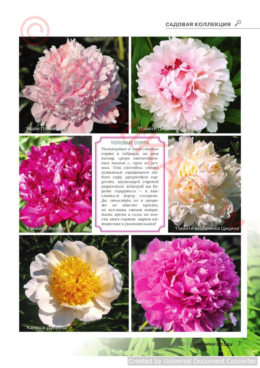 Пион юбилейный гбс