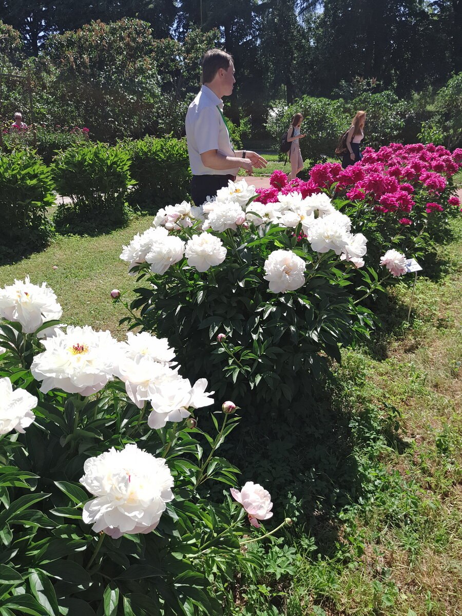 Пион rubra Plena