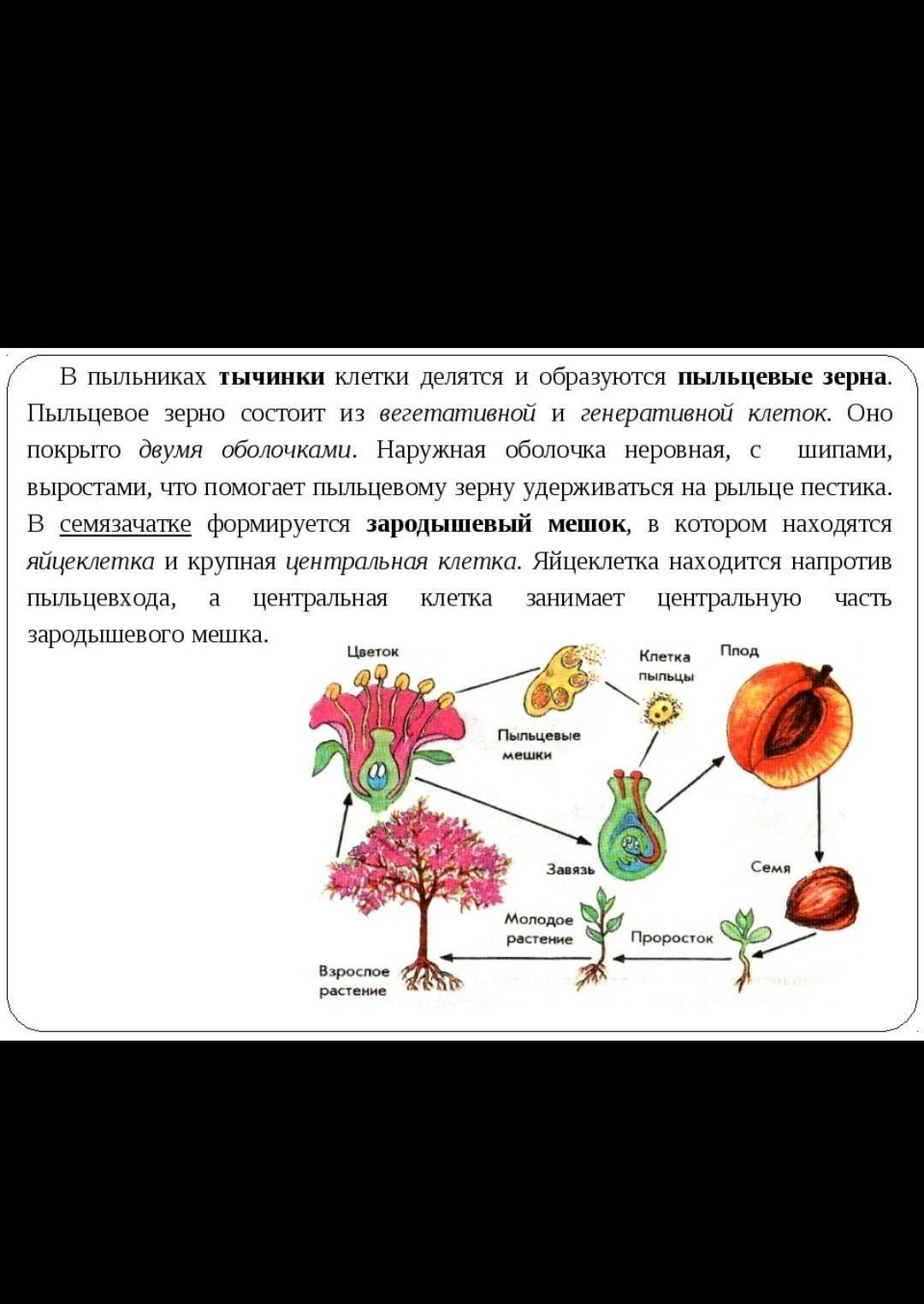 Какие половые клетки образуются в пыльнике цветка