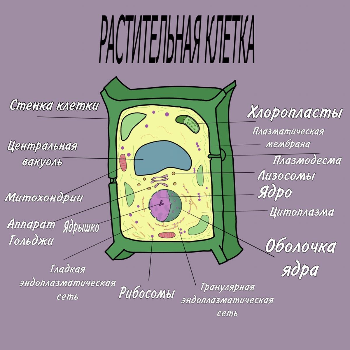 Какие части растительной клетки. Рисунок растительной клетки с обозначениями. Растительная клетка. Ботаника растительная клетка. Строение клетки растения.