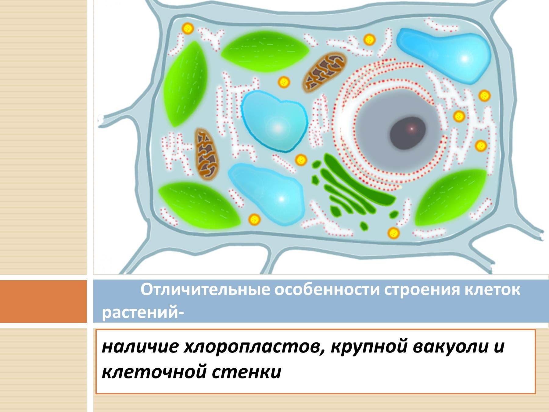 Рисунок растительной клетки 6 класс с обозначениями