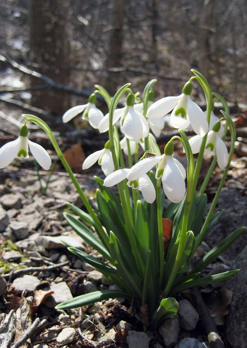 Подснежник Галантус