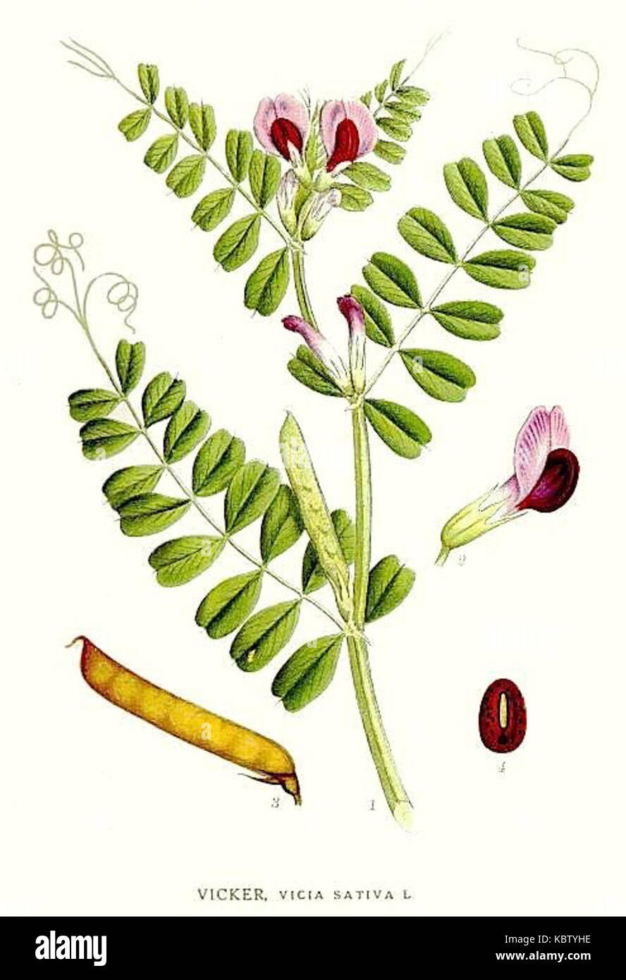Sesbania bispinosa