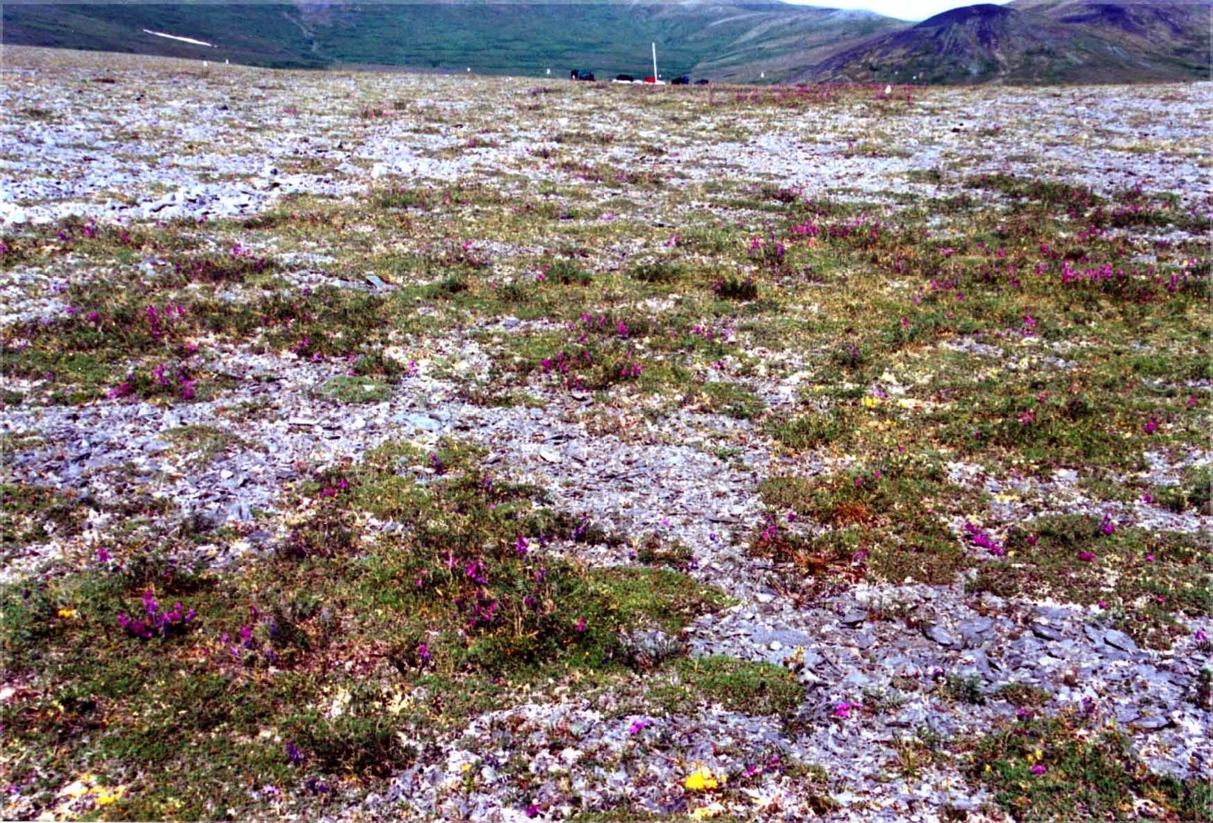 Растительный покров арктической тундры