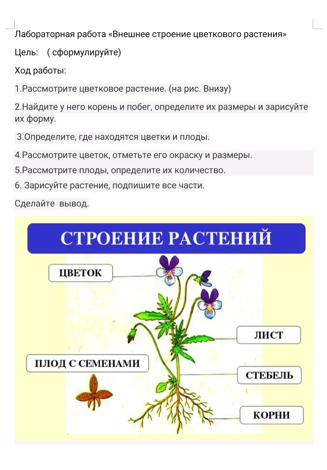 Контрольная работа особенности строения цветковых растений. Строение цветкового растения. Внешнее строение цветкового растения. Лабораторная работа внешнее строение цветкового растения. Общее строение цветкового растения.