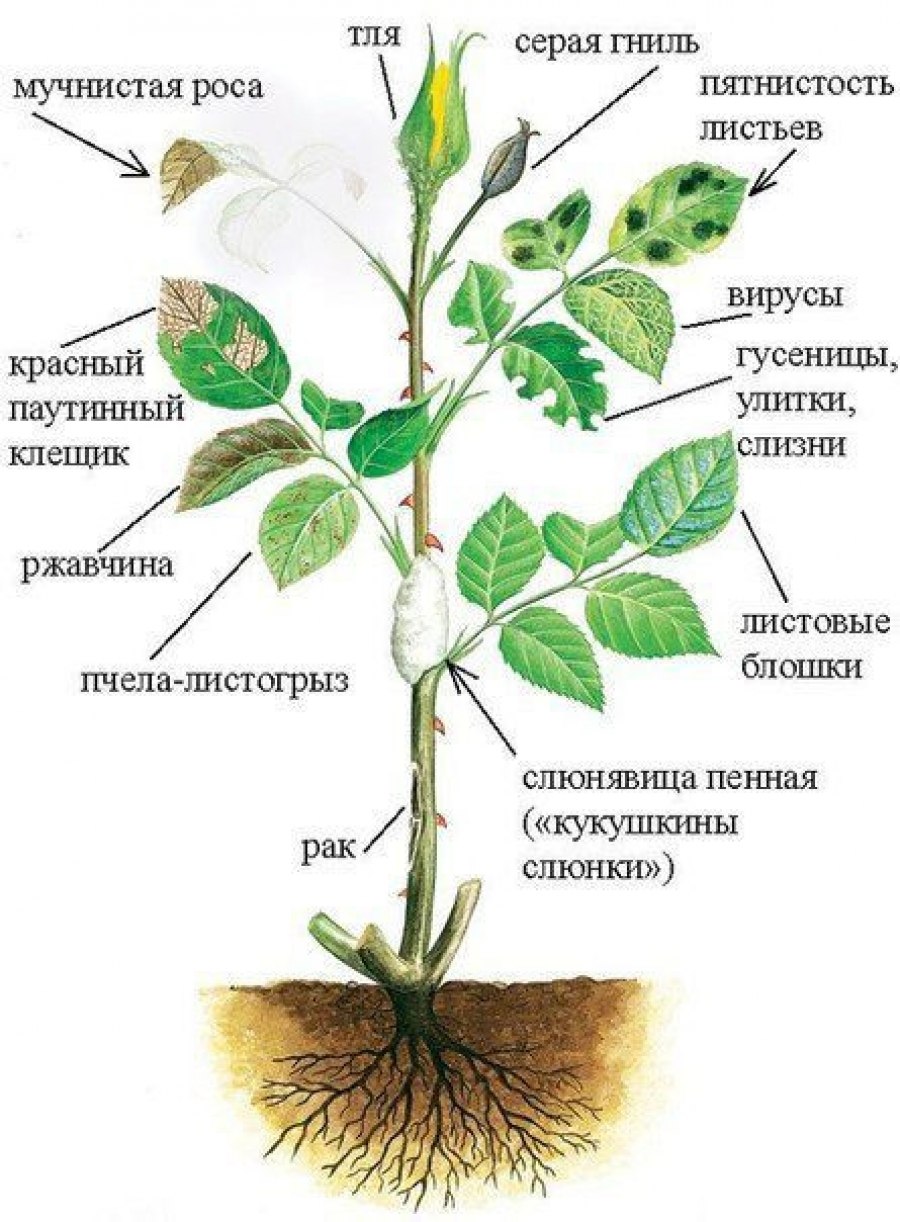 Растения со стержневой корневой системой