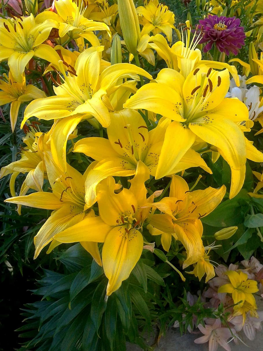 Луксор лимонно -желтые лилии