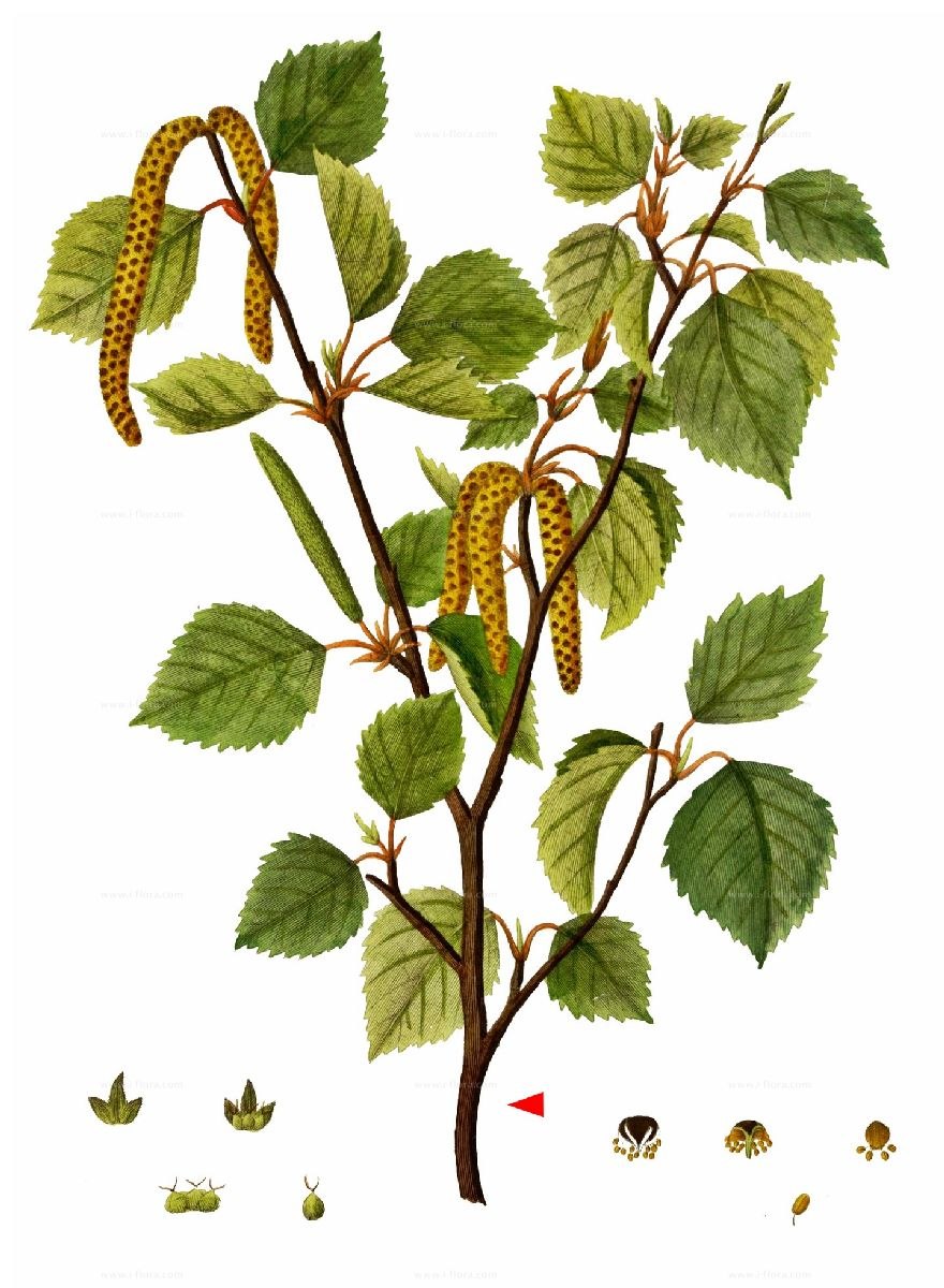 Береза бумажная Betula papyrifera